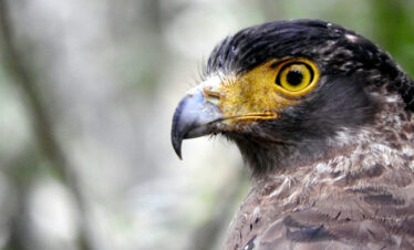 Birder Package  – Mahoora Tented Safari Camp – Wilpattu National Park  