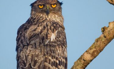 Birder Package  – Mahoora Tented Safari Camp – Udawalawe National Park  