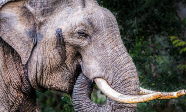 Sri Lankan Wildlife | 10 Days Elite Tour