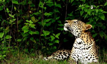 Sri Lanka Wilderness and Heritage – Mini Hop (Private Tour)