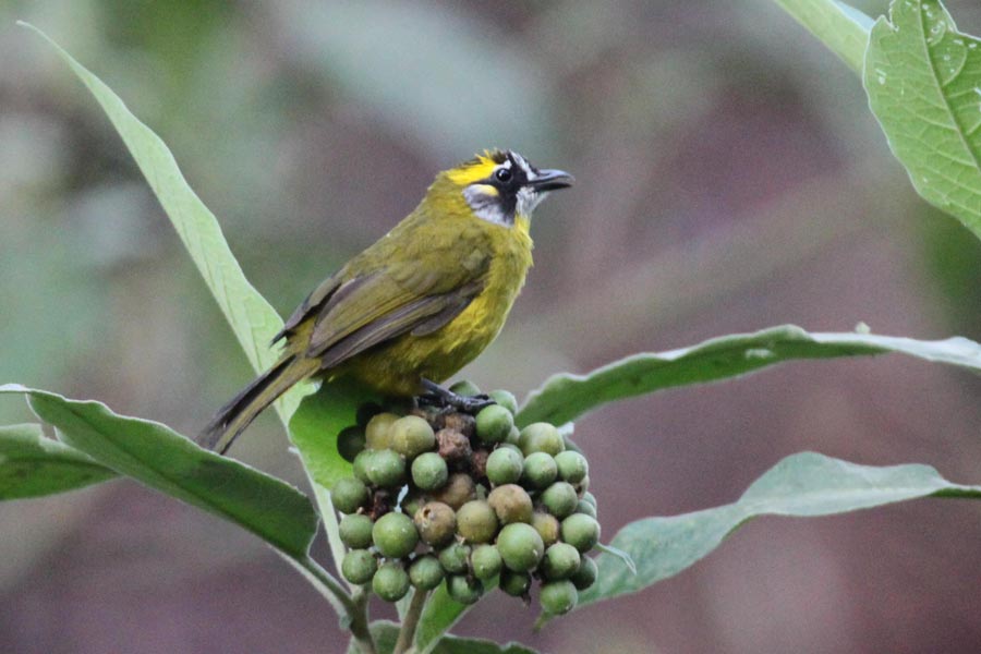 endemic-birding-Tour10-Days-[-Private-Tour-]10