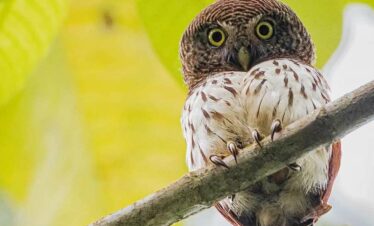 Sri Lanka Endemic Birding Tour – 10 Days [ Private Tour ]