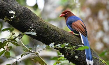Ornithologists Special; Sri Lanka Birding Tour – 14 days (Private Tour)