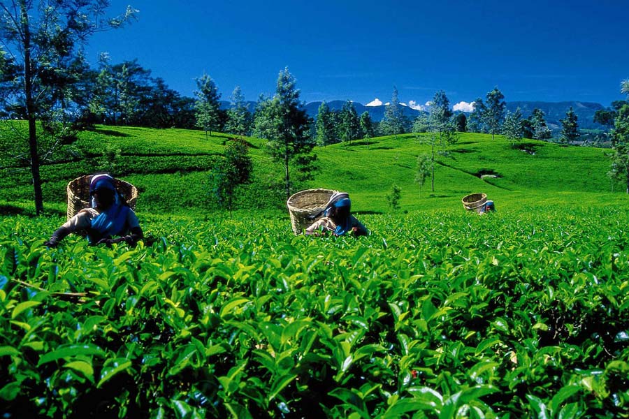 sri-lanka-highlights-in-summer-14-days-may-to-october-private-tour5