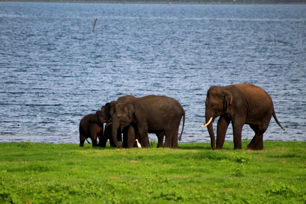 Ultimate Sri Lanka Highlights & Wildlife Adventure (Fixed Departure) 10