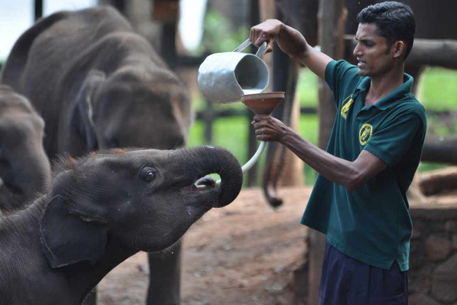 Ultimate-Sri-Lanka-Highlights-&-Wildlife-Adventure-(Fixed-Departure)-14