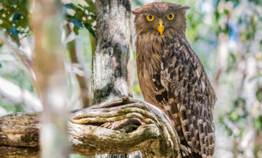 Journey into the Wild: 10 Days of Discovery