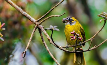 Ultimate Three-Day Birding Adventure: Conveniently Close to Colombo and the Airport