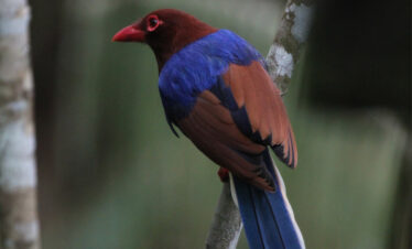 Discover the Wonders of Bird Watching in Sri Lanka:  Shot Spell Birding Tour
