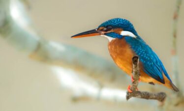 The Ultimate Adventure | 10 Days Wildlife Tour in Sri Lanka