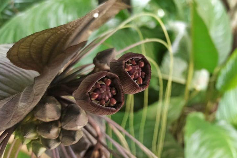 1birding-at-makandawa-rain-forest6