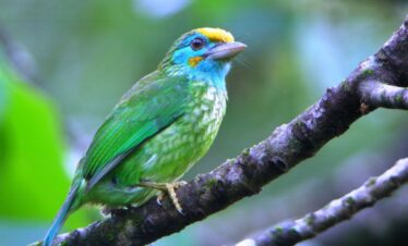 Ornithologists’ Special – Sri Lanka Endemics [ 4 Days Private Tour]