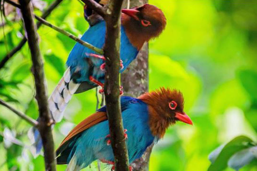 Best-of-Sri-Lanka-Wildlife-and-HighlightsPrivate-Tour3-1 (1)