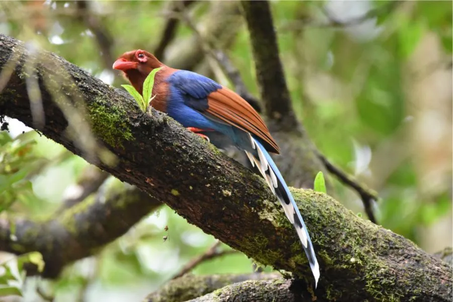 birding-tour